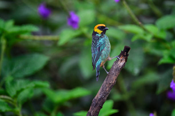 A saffron-crowned tanager perches gracefully on a branch in a vibrant flower garden, its striking yellow crown and rich blue body catching the sunlight beautifully. The lush backdrop of colorful blooms enhances the bird’s vivid plumage, creating a picturesque scene filled with life.\n\nAs it surveys its surroundings, the tanager occasionally tilts its head, showcasing its keen curiosity. Nearby flowers sway gently in the breeze, their colors complementing the bird’s brilliance. This moment captures the harmony of nature, highlighting the beauty and vibrancy of both the saffron-crowned tanager and its floral habitat.