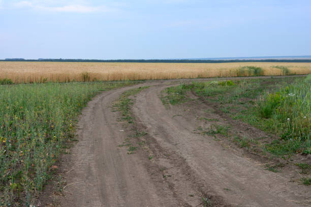 istock Country Road through Wheat Field in the dusk 2202304766