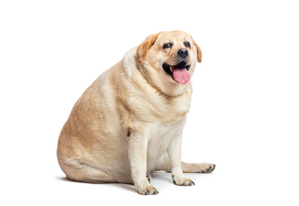 Overweight yellow labrador retriever panting and sitting on a white background