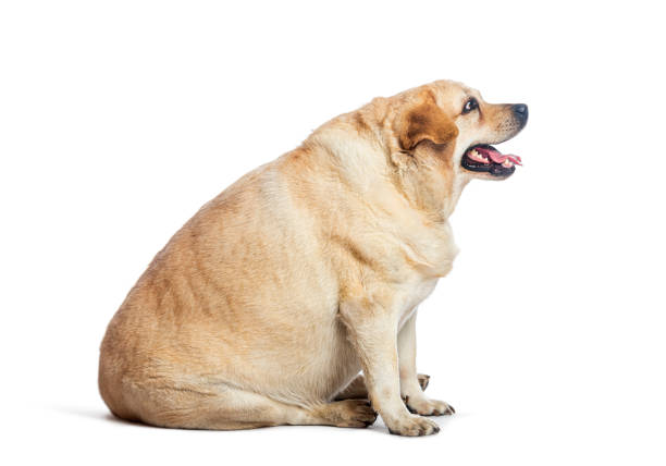 Overweight yellow labrador retriever sitting and panting, isolated on white