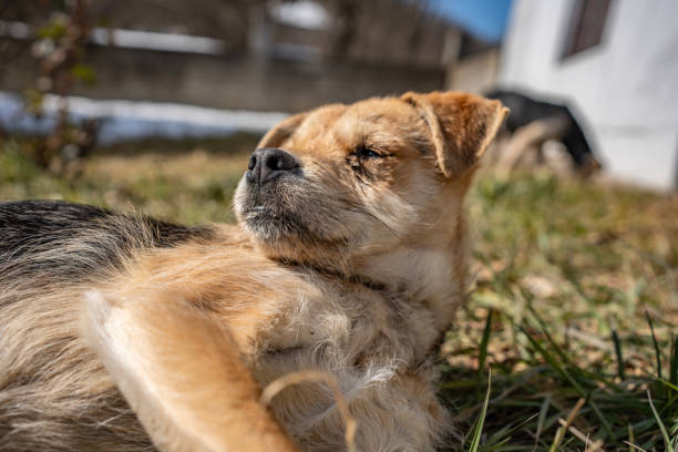 Adorable dog enjoying a sunny moment outside, lying on fresh grass and soaking up the warmth of daylight in a serene environment. Perfectly captures the peaceful and joyful essence of nature.