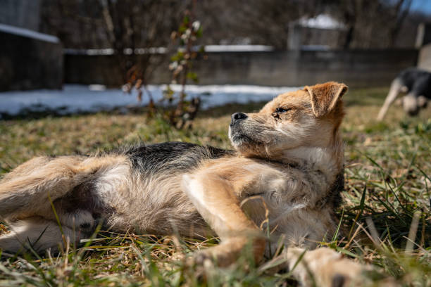 Adorable small dog lying on a grassy surface under the warm sunlight. The carefree animal enjoys the nature-filled background, inducing a sense of calmness and serenity in a natural outdoor environment.
