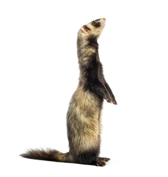 istock Ferret standing on hind legs looking upwards, isolated on white 2202305924