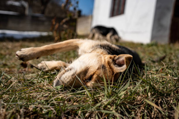 A serene image of a dog lying in the grass, enjoying a sunny day. The setting portrays tranquility and a connection to nature, perfect for themes of pets, relaxation, and outdoor liveliness.