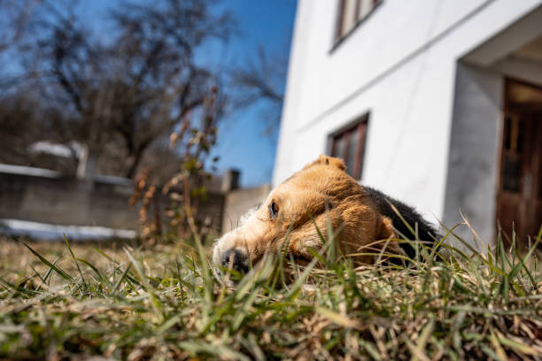 Dog lying peacefully on a grassy surface beside a residential building on a sunny day.