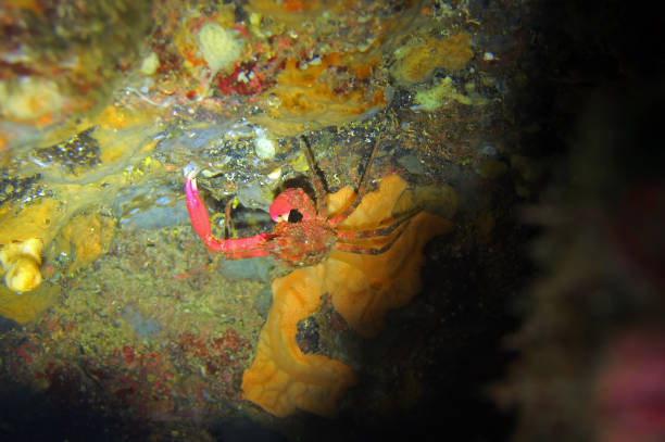 Blue striped squat lobster in Adriatic sea, Croatia