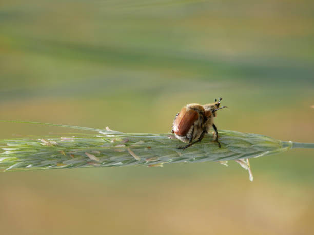 istock two summer chafer having sex on a green leaf 2202306412