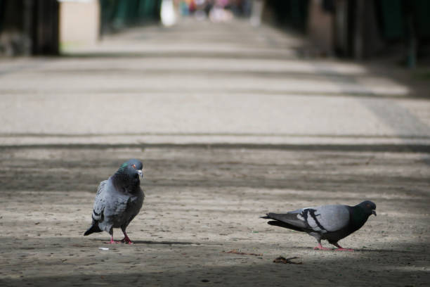 two pigeans walking on a pavement below a bridge