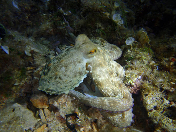 Common octopus in Adriatic sea, Croatia