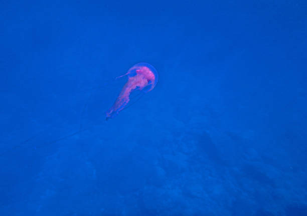 Mediterranean jellyfish in Adriatic sea, Croatia