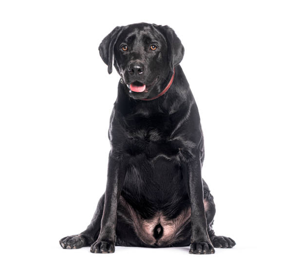 istock Adorable black labrador retriever sitting and panting, isolated on a white background 2202306582