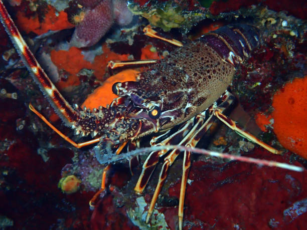 istock Lobster in Adriatic sea, Croatia 2202307311