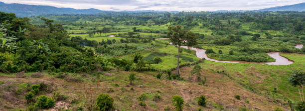 istock Rural, subsistence farming scene near Bwindi Impenetrable Forest. Uganda 2202307444