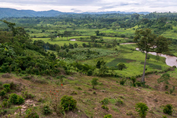 istock Rural, subsistence farming scene near Bwindi Impenetrable Forest. Uganda 2202307446
