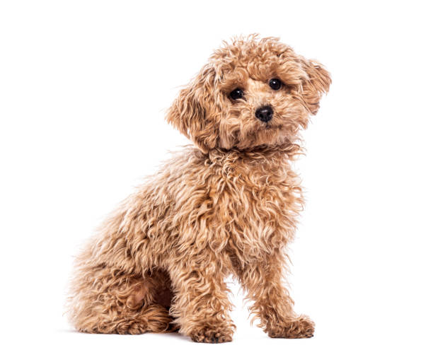 istock Small toy poodle sitting and looking curiously at the camera, isolated on a white background 2202307487