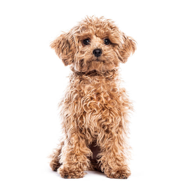 istock Charming poodle puppy sitting and looking curiously at the camera, isolated on a white background 2202307492