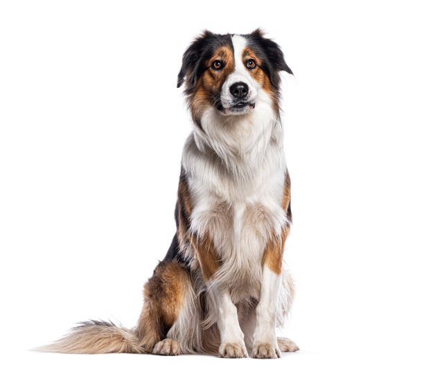 istock Border collie sitting and looking at camera isolated on white background 2202307575