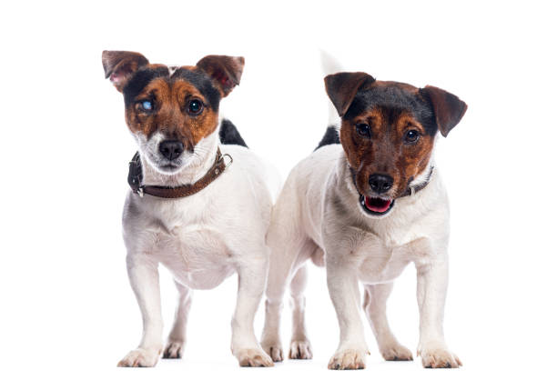 Twin Jack Russell posing on a white background.
