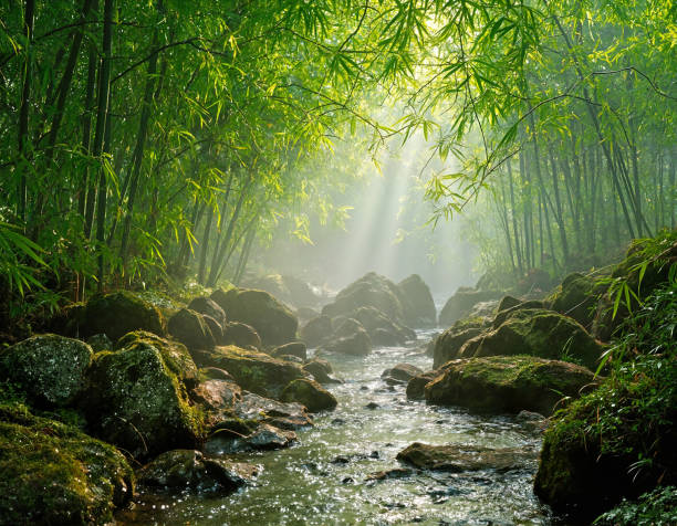 istock Spring Dawn in Sichuan's Bamboo Sea 2202308054