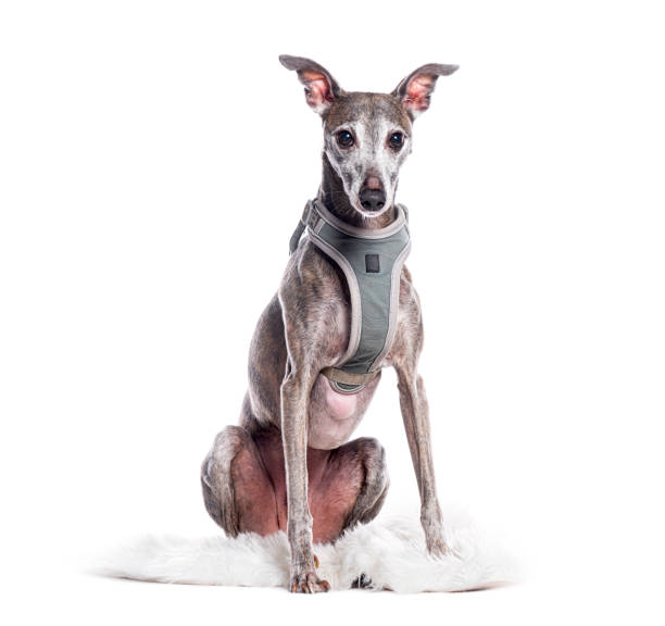 istock Whippet dog sitting on a white fur carpet, wearing a harness, isolated on white 2202308131