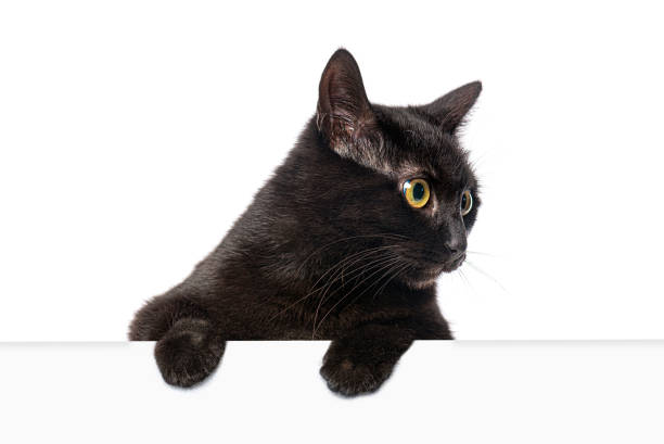 istock Black cat with intense yellow eyes peeking over a white surface, looking curiously to the side 2202308164