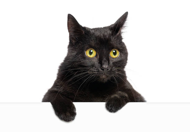 Cute black cat with bright yellow eyes peeking over a white banner, looking curious and attentive