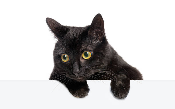 istock Black cat with captivating yellow eyes peeking over a white surface, creating a sense of curiosity and mystery 2202308192