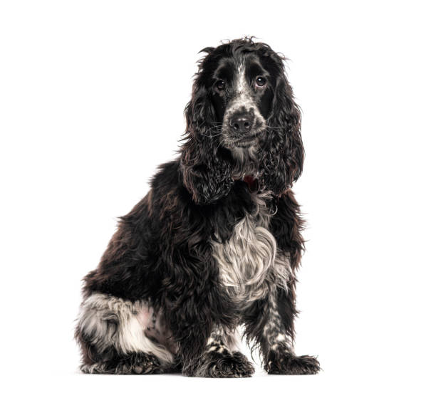 istock English cocker spaniel sitting against white background 2202308219