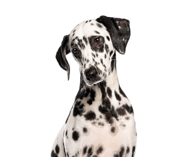 istock Dalmatian dog sitting and looking at the camera with a curious expression on a white background 2202308228
