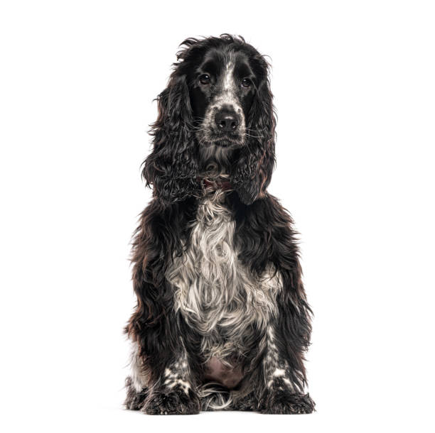 istock English cocker spaniel sitting and looking at the camera, isolated on white background 2202308248
