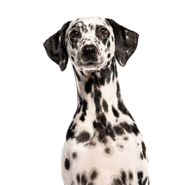 istock Dalmatian dog sitting and looking at the camera, isolated on white 2202308254