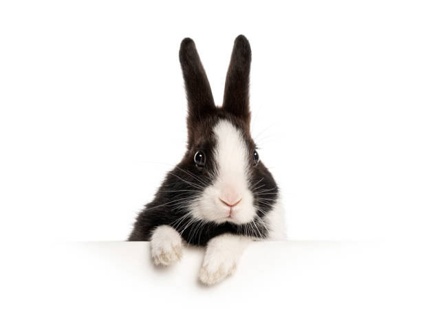 istock Adorable black and white rabbit peeking over a white surface, isolated on white background 2202308276