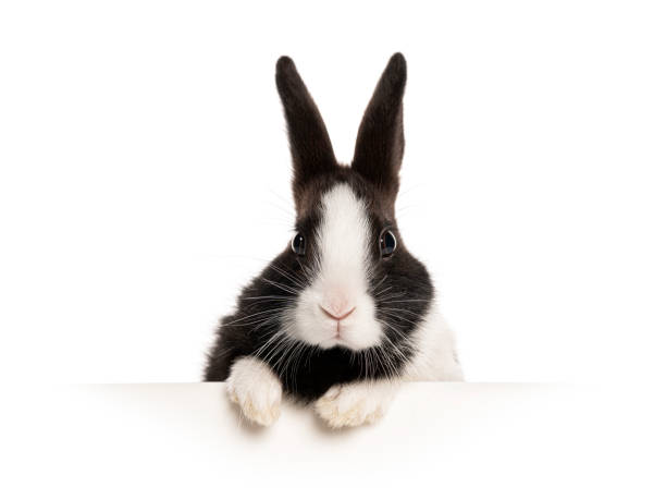 istock Adorable black and white rabbit peeking over a white surface against a white background 2202308280