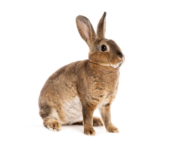 istock Rex rabbit sitting and looking away from camera, isolated on white background 2202308323