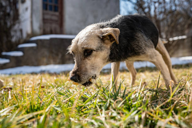 A small dog with short fur is focused on the ground while standing on grass in an outdoor environment, showcasing the rural surroundings and natural setting.