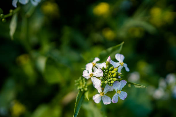 Close-up view of shepherd's purse plant thriving in a lush green field, soaking up warm sunlight on a bright day in nature