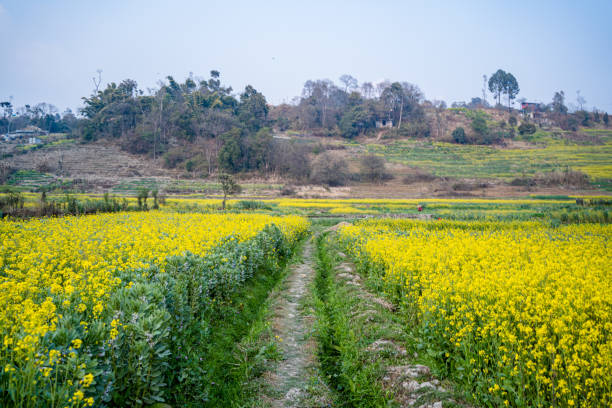 istock blooming mustard farmland 2202308830
