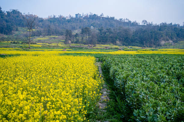 istock blooming mustard farmland 2202308837
