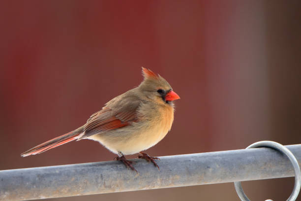 istock One banded female cardinal perched on a steel pipe 2202309189