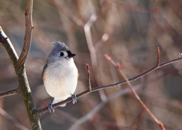 istock Front view of one Tufted Titmouse with it's head turned 2202309274
