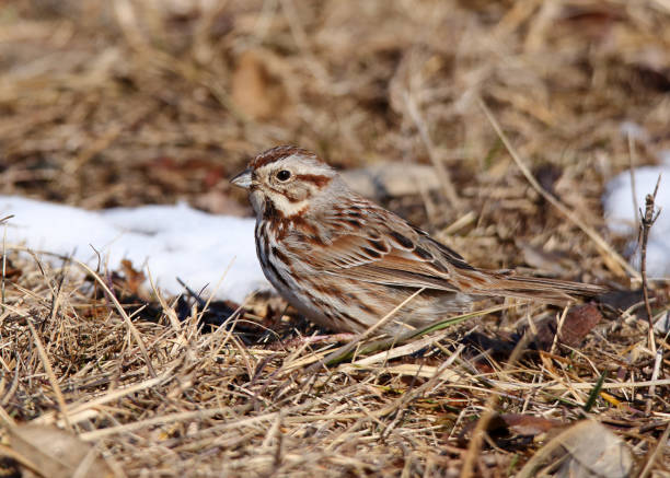 istock One song sparrow standing in short dry grasses 2202309288