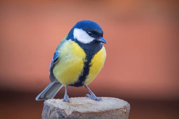 istock colorful great tit on top of a stump 2202310522