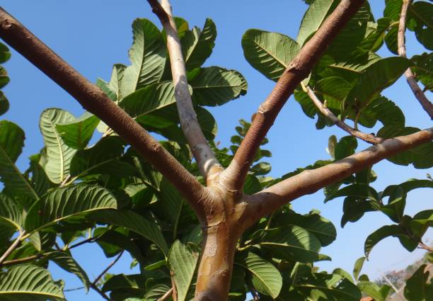 istock The appearance of the guava tree trunk changes as the bark peels, revealing inner layers with greenish tones. This constant renewal protects the tree from pests and contributes to its longevity, ensuring it continues fruiting for years. 2202312572
