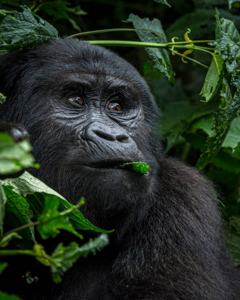 istock Mountain gorilla (Gorilla beringei beringei). Bwindi Impenetrable Forest. Uganda 2202312602