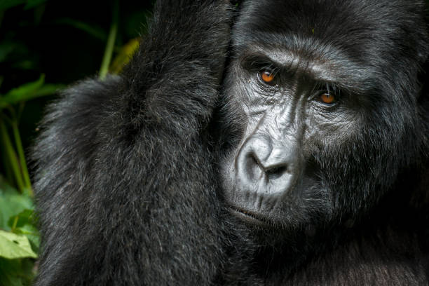 Mountain gorilla (Gorilla beringei beringei). Bwindi Impenetrable Forest. Uganda