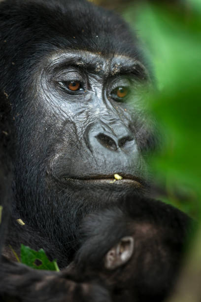 istock Mountain gorilla (Gorilla beringei beringei). Bwindi Impenetrable Forest. Uganda 2202312660