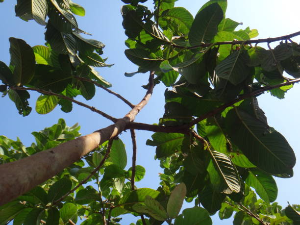 istock The guava tree showcases a trunk distinguished by its rough and fibrous bark, which wears down naturally over time. This sturdy trunk allows the tree to grow with stability, resisting the elements and becoming an essential part of the plant. 2202312694