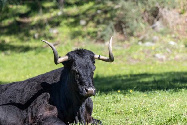 istock A Black Iberian Bull (Bos taurus) rests under a tree in a peaceful rural setting, showcasing its impressive horns and powerful physique in the lush green grass 2202313968
