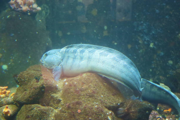 A close-up underwater photograph of a Lizardfish (Synodus species) resting on the seafloor in Japan. The image highlights the fish’s distinctive spotted pattern, sharp teeth, and predatory appearance in its natural marine habitat.