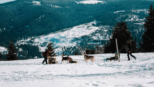 istock Dog Sledding Adventure in the Mountains 2202315614